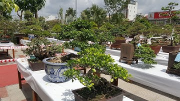Triển lãm sinh vật cảnh Hải Phòng 2017 - Rất nhiều cây bonsai đẹp