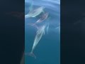 Dolphin in Muscat🐬🐬🐬