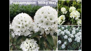 РОДОДЕНДРОН НОВИНКА-СОРТ &#39;Milky Way&#39;