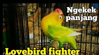 suara lovebird fighter ngekek panjang