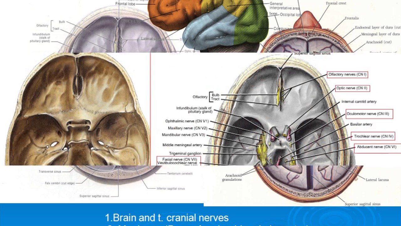 22 cranial cavity youtube cranial cavity