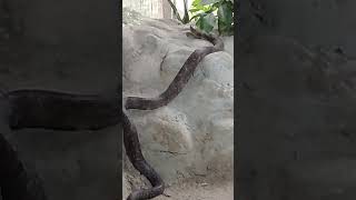 kobra snake from kana fokir YouTube channel #kobra #snake #mango #leopard #food #wildlife
