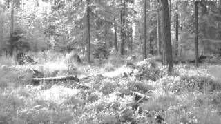 Alutaguse Forest - June 20 - 2012 - The Bear Is Out Of View 2304