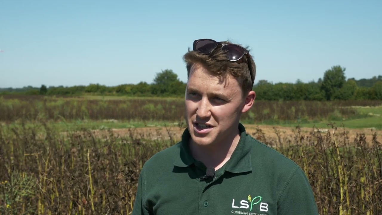 2208 LSPB SpringBeans LYNX 02