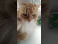 Наше первое видео #phonk #edit