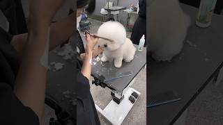 COTON DE BICHON GETTING FIRST GROOMING AT SALON  #dog #adorable #care #puppy #funnyshorts
