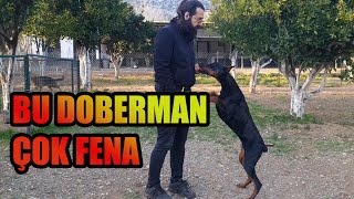 YENİ DOBERMAN FAZLA AGRESİF ÇIKTI