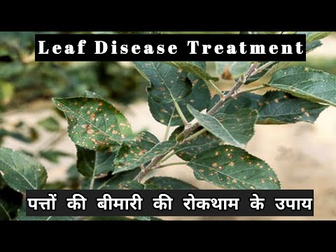 Video: Turnip Alternaria Leaf Spot: Čo spôsobuje Alternaria Leaf Spot na repe