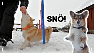 Vlogg - Hundarnas reaktion på SNÖ &amp; lite AGILITY-träning