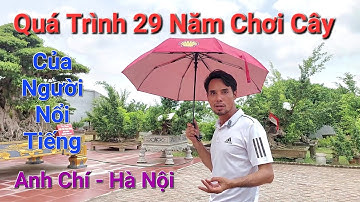 LỊCH SỬ NGƯỜI NỔI TIẾNG ! Tóm tắt quá trình 29 năm chơi cây , đam mê cây của ANH CHÍ Thường Tín .