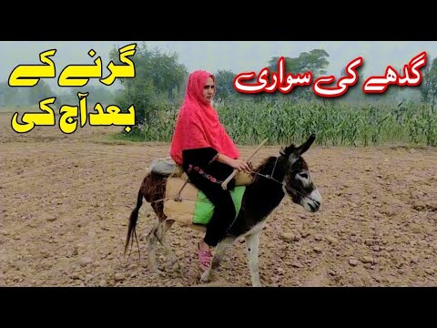 Donkey Riding new vlog | Girny k bad aj ki sawari | Donkey Rider lady