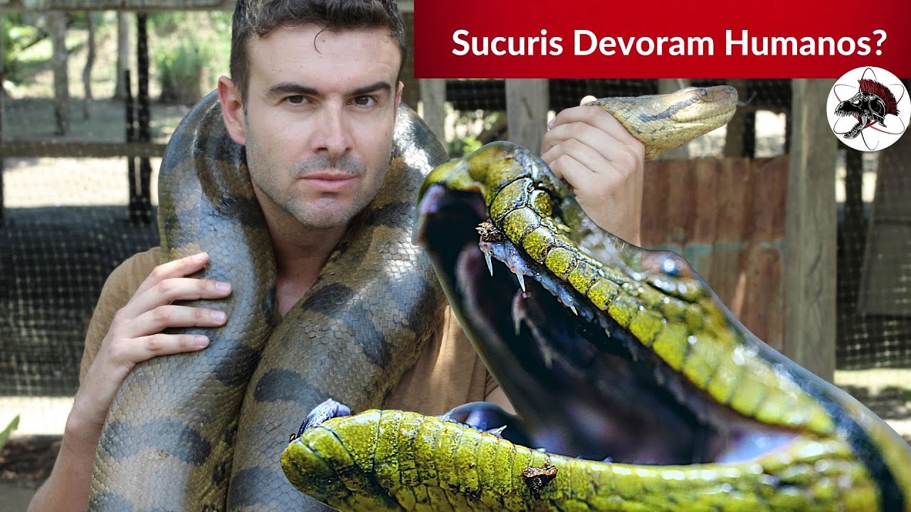 Sucuris Devoram Humanos? | Biólogo Henrique o Biólogo das Cobras