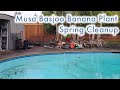 Spring cleanup  musa basjoo cold hardy banana plant