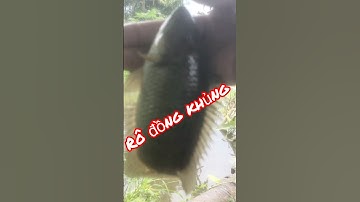 Rô đồng to giật sướng sướng tay #shorts #fishing #câucá