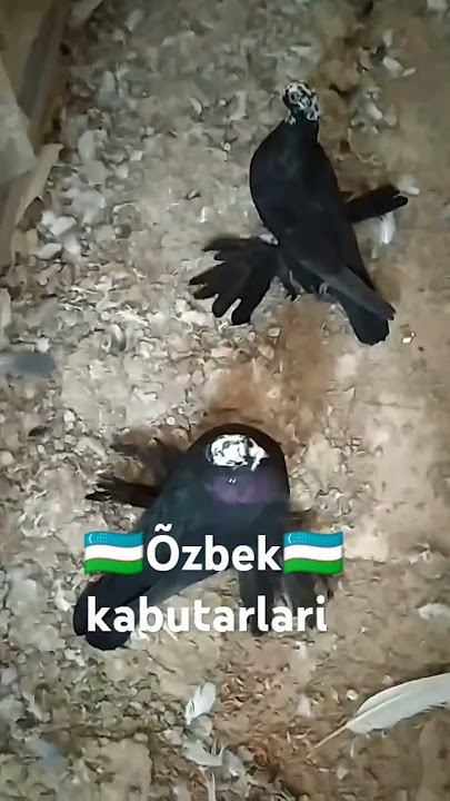 🇺🇿Uzbek pigeons🇺🇿 #хьозанаш #duvor #kepderiler #કબૂતર #piccioni #тагтаа #pombos