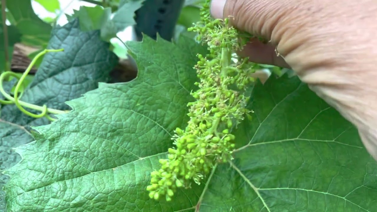 ขั้นตอนทำองุ่นไร้เมล็ด