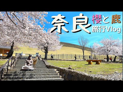 賞櫻【日本旅遊】賞櫻景點 2022 奈良 🌸 遊客巨減，奈良鹿都變廋了 ｜日本旅遊 旅行vlog ｜奈良公園、若草山、東大寺