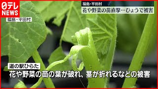 【ひょう被害】野菜や花の苗直撃　販売できず廃棄...福島･平田村