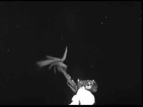 Here Be Monsters: Giant Squid Filmed in America's Backyard