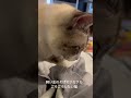 飼い主のそばでフミフミごろごろしたい猫