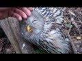 Sweet wild Owl....You must see this