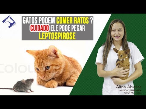 Vídeo: Um Gato Pode Comer Um Rato Envenenado?