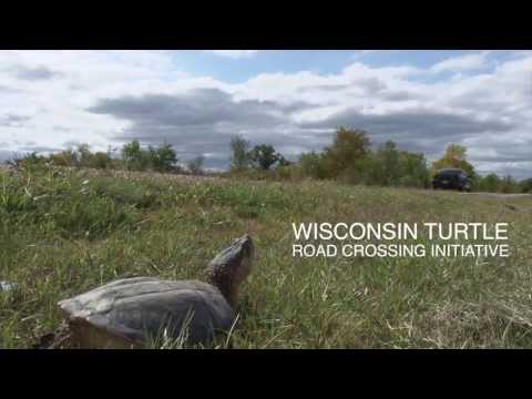 Wisconsin Turtle Road Crossing Initiative