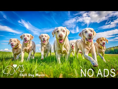 Beautiful Relaxing Music For Dogs 2025 Calm Music That Dogs Love Chill Dog Music