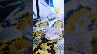 big snake! Giving This Massive Python a Gentle Shower #shorts