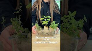Transplanting with the Good Root Planter 🌱🩵 #indoorgarden #viral #plantcaretips #gardening #asmr