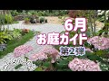 【6月の庭ガイド第2弾】アナベル／ホスタ／スモークツリー／梅雨に咲く植物