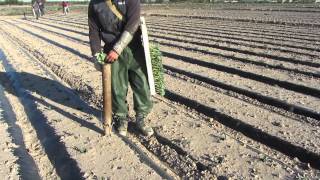 : El cultivo del Brocoli - Sakata Seed Iberica