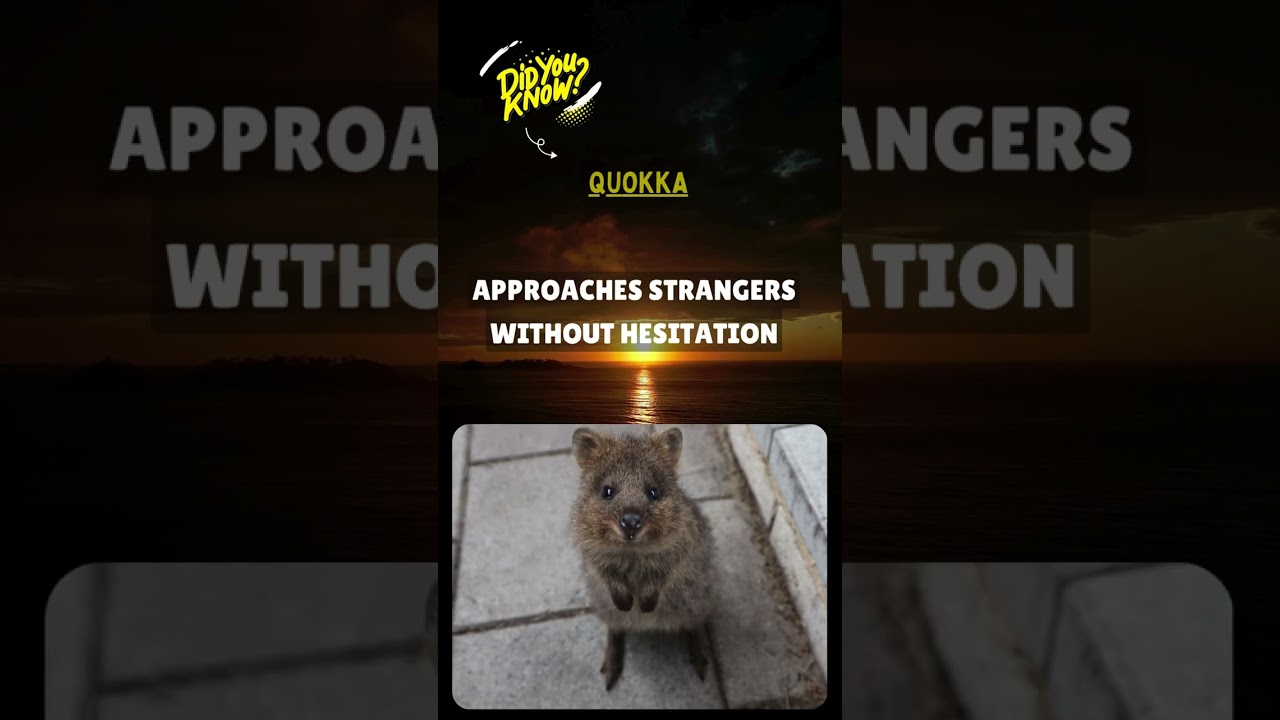 This Animal Has Zero Fear Programming! 🐹🦁 