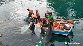 JORAN PEMANCING#  Seru! Nelayan menangkap ikan pakai jaring di Boulevard Tahuna dapet banyak#Sangihe