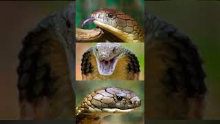 Conheça o Rei das cobras umas das cobras mais venenosas do mundo! #shorts #cobras #cobrarei