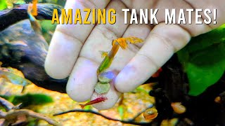 Keeping Guppies & Red Cherry Shrimp Together Is REALLY Easy! Profile