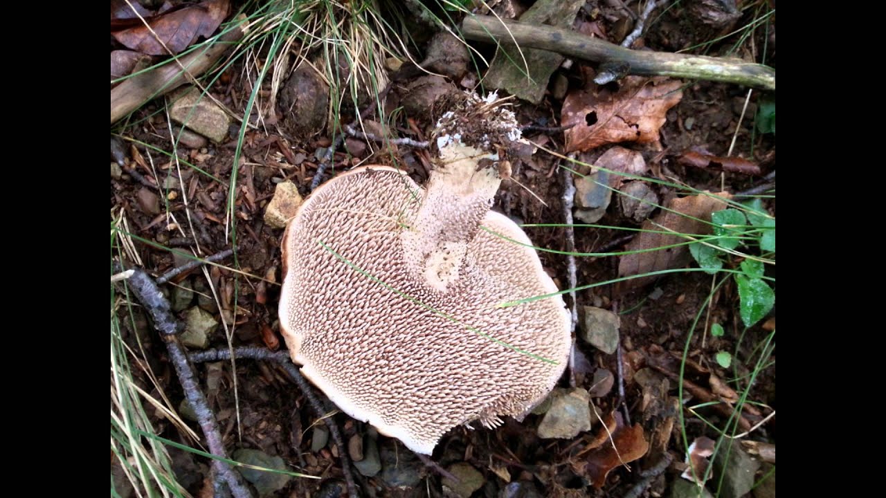 Quinto real, la temporada de setas 2014