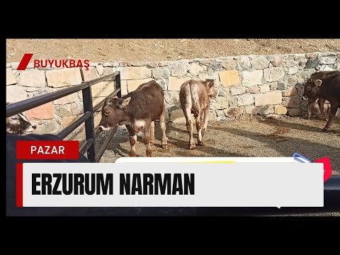 ERZURUM NARMAN CANLI HAYVAN PAZARI