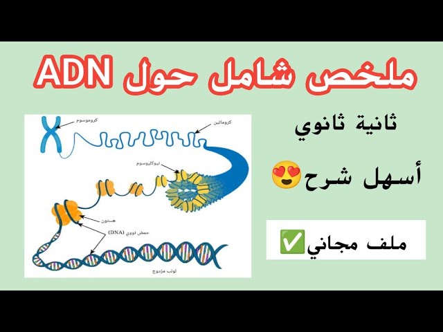 ملخص شامل حول ADN😍من صفر✅في 20 دقيقة
