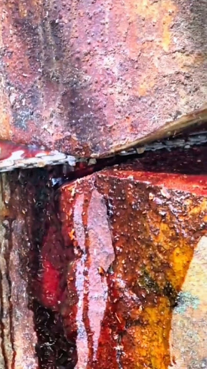 Merbau wood exudes blood-like water #merbauwood #merbauwoodtree #shortsvideo