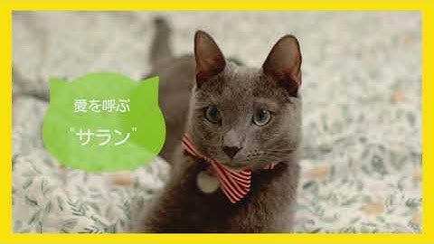 「私と猫のサランヘヨ」予告