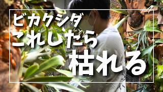 完全版】最近ビカクシダを買ったあなたへ。絶対に枯らさないための3