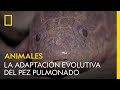 La impresionante adaptación evolutiva del pez pulmonado | NATIONAL GEOGRAPHIC ESPAÑA