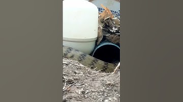 Amazing Video Understand Snake Trap/Snake Trap Easy #snaketrap #shorts #youtubeshorts #traps #viral