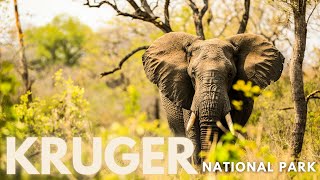 Kruger National Park: A FastPaced Adventure