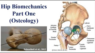 Hip Biomechanics - Part 1 (Osteology) for the 2nd-Year PT Students  screenshot 5