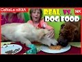 Real food vs dog food challenge  sfida cibo reale vs cibo per cani  animal tag  dogs challenge