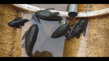 giăng lưới dính cá lau kiếng nhiều quá