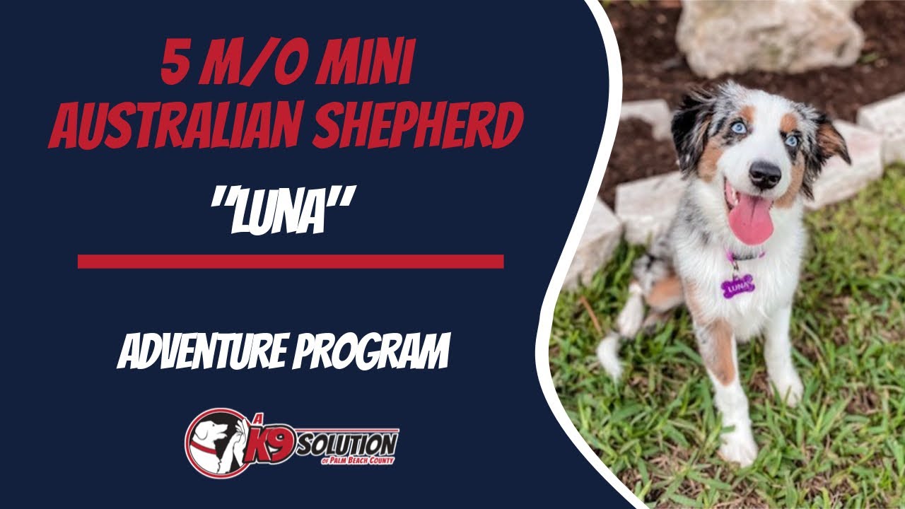 🐶Dog Trainers Palm Beach County / Dog Training Palm Beach County 🦮