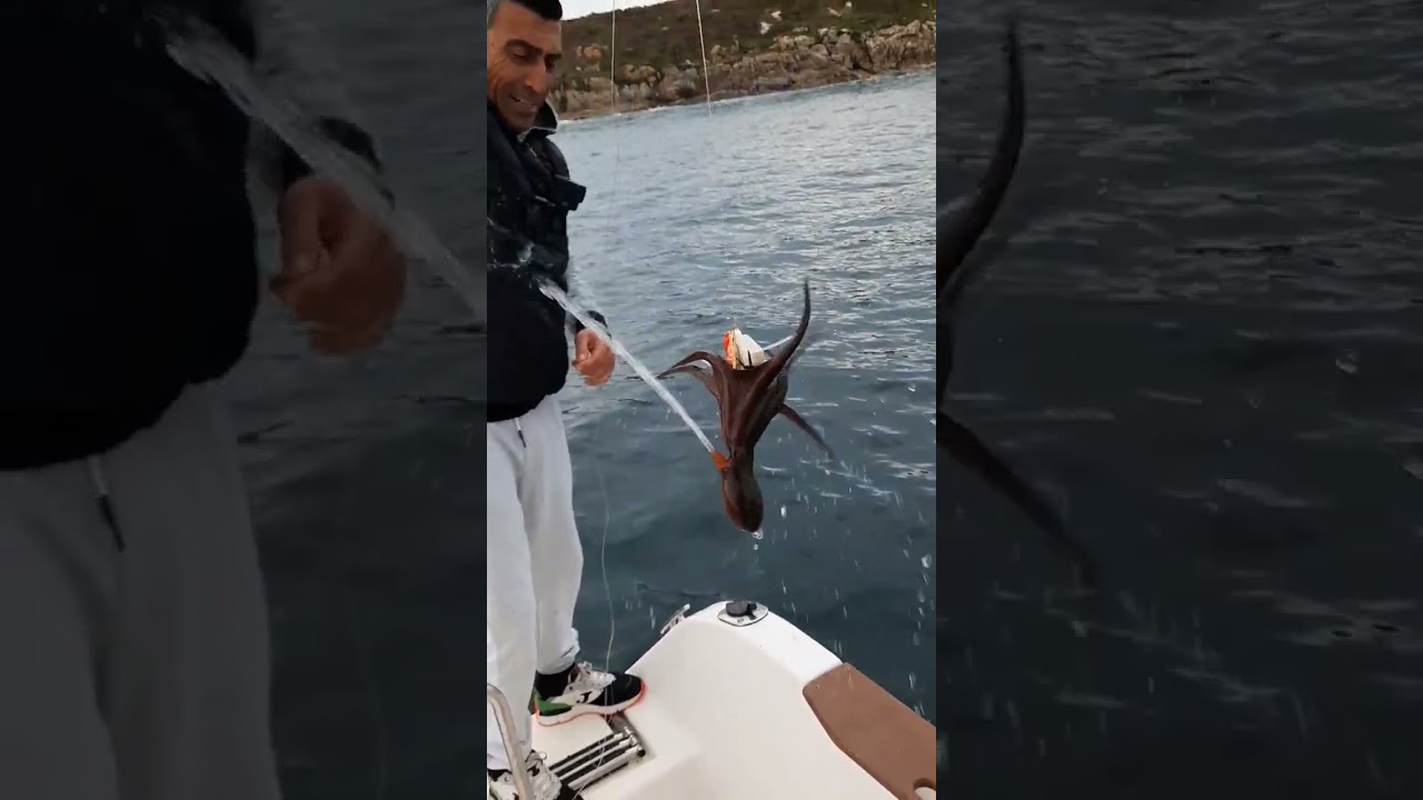 CAPTURA Y SUELTA DE PULPO EN GALICIA #galicia #pesca #pulpo #pescaartesanal#fishing #señuelo#panxon